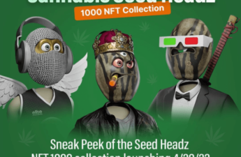 Interview with Cannabis Crypto Seed Headz NFT