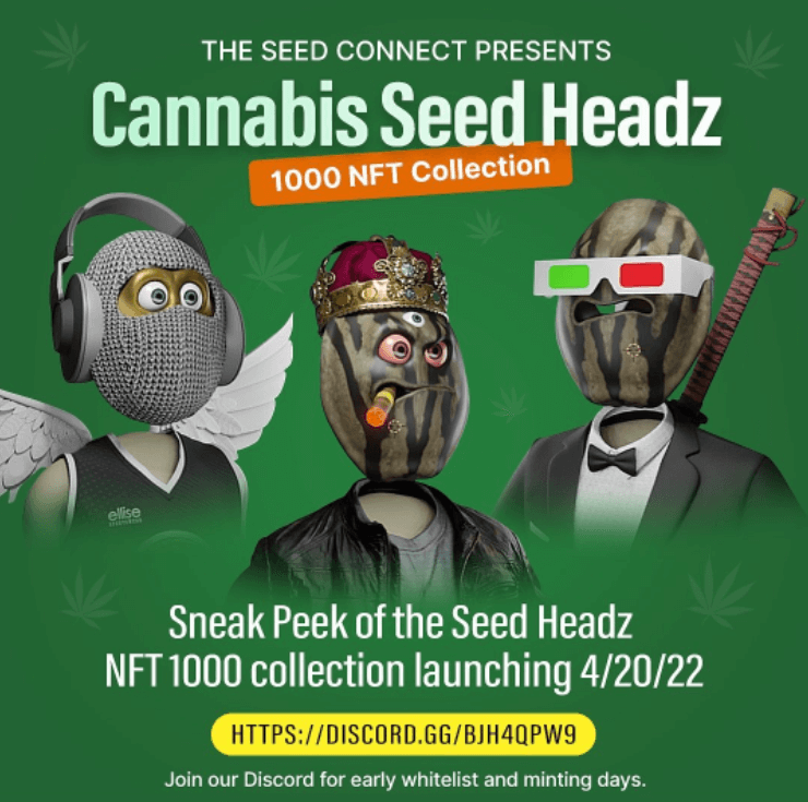 Interview with Cannabis Crypto Seed Headz NFT