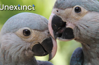 Support the Reintroduction of Endangered Species with Unextinct